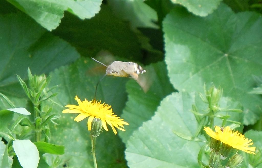 Macroglossum stellatarum